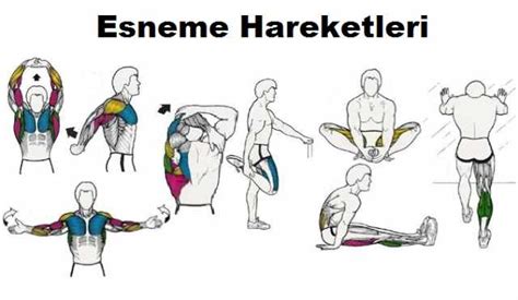 Esneme Hareketlerinin Vücuda Katkıları